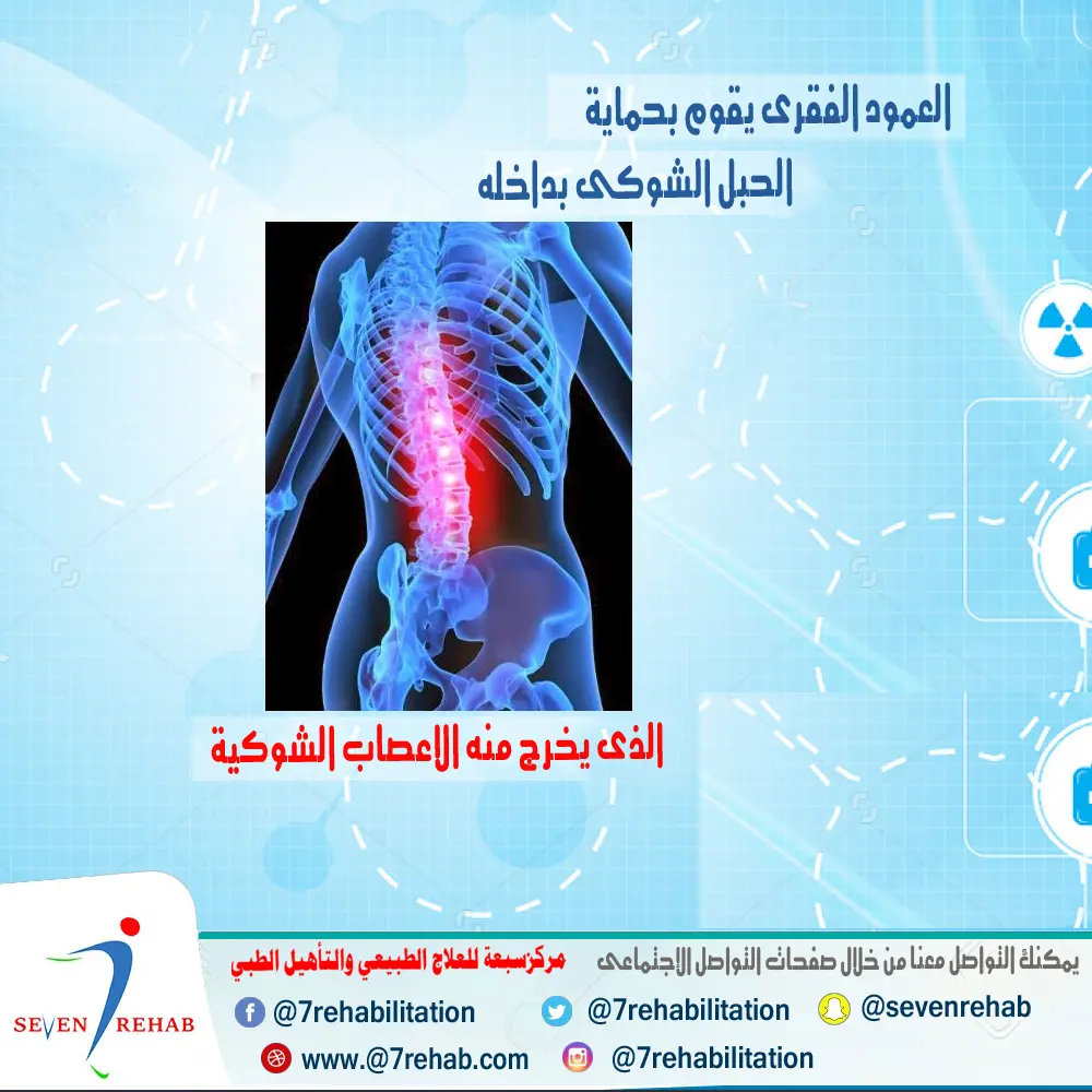 العمود الفقري يحمي الحبل الشوكي والأعصاب الشوكية الخارجة منه