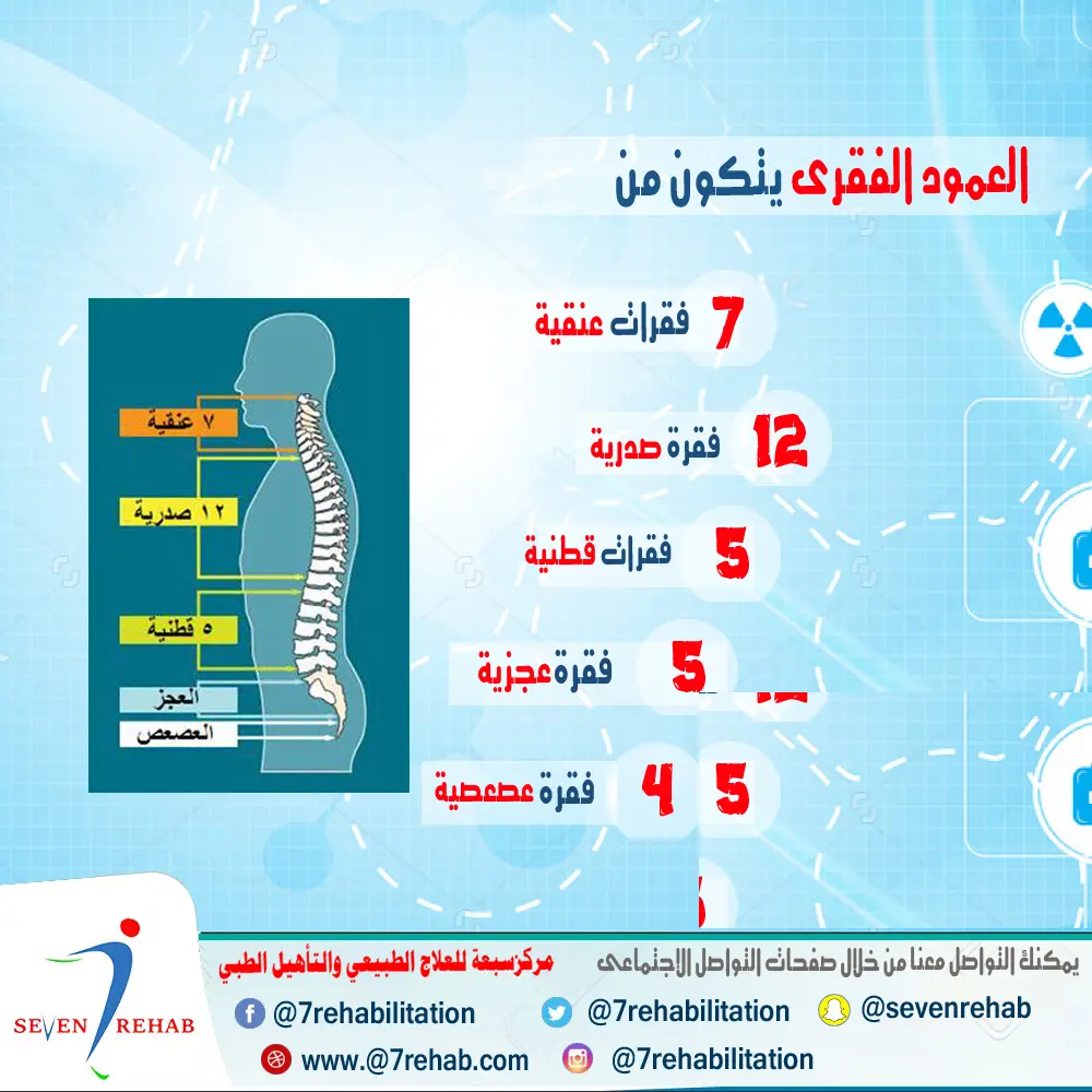 تشريح العمود الفقري: 7 فقرات عنقية و12 صدرية و5 قطنية و5 عجزية و4 عصعصية