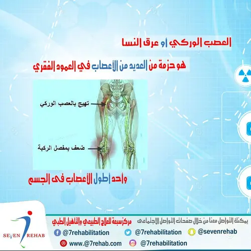 العصب الوركي (عرق النسا) هو حزمة من العديد من الأعصاب في العمود الفقري وأحد أطول الأعصاب فى الجسم