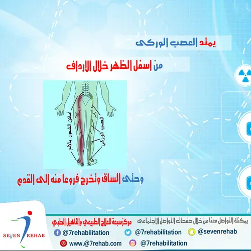 يمتد العصب الوركى من اسف الظهر خلال الارداف وحتى الساق وتخرج فروعا منه الى القدم